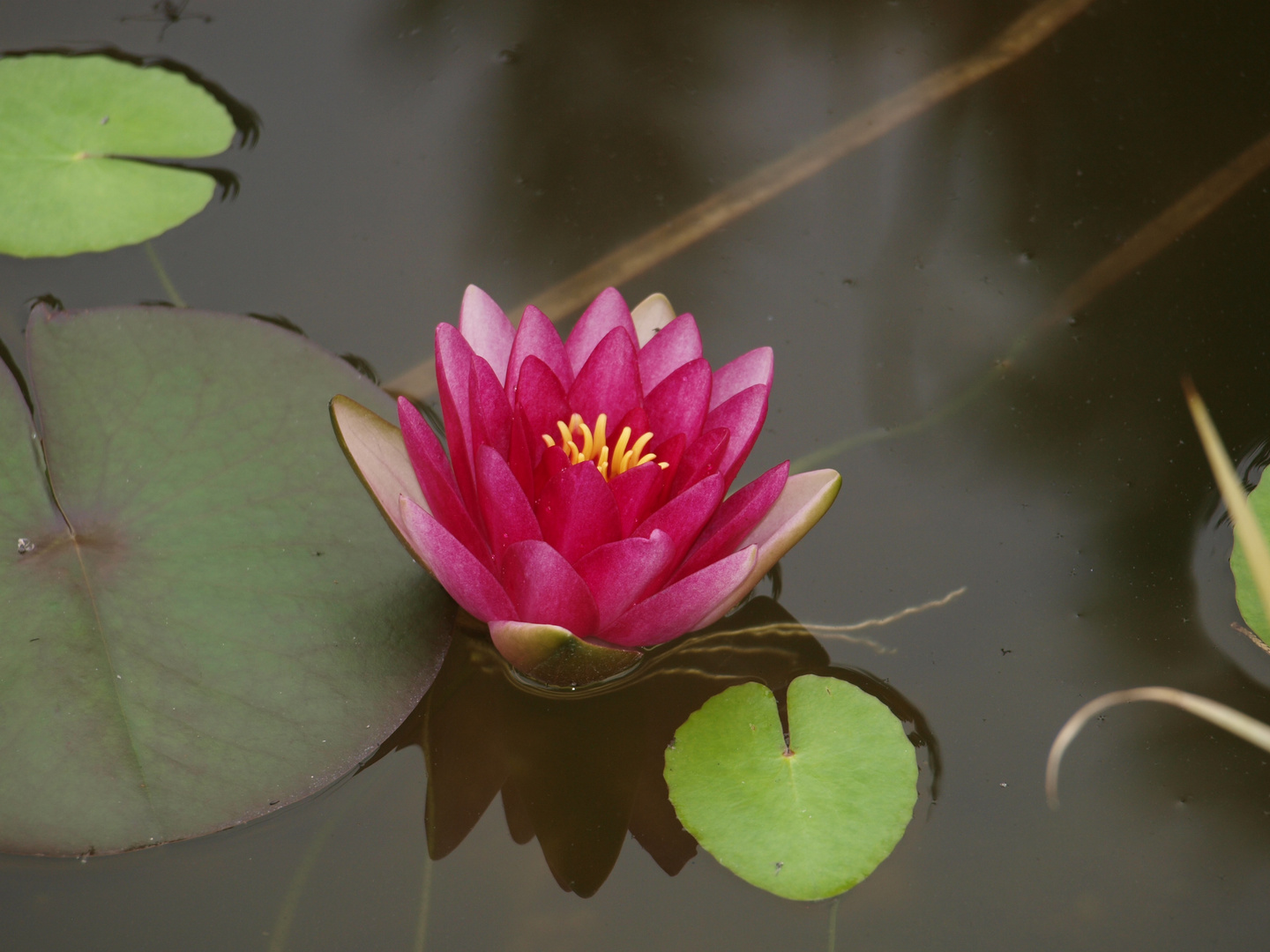 Seerose im Gartenteich