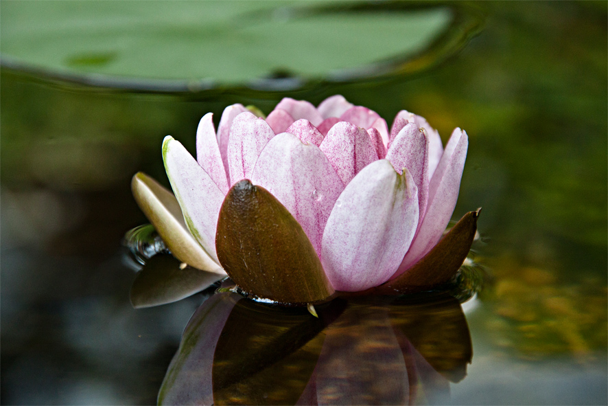 Seerose im Gartenteich