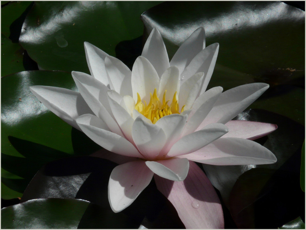 Seerose im Gartenteich