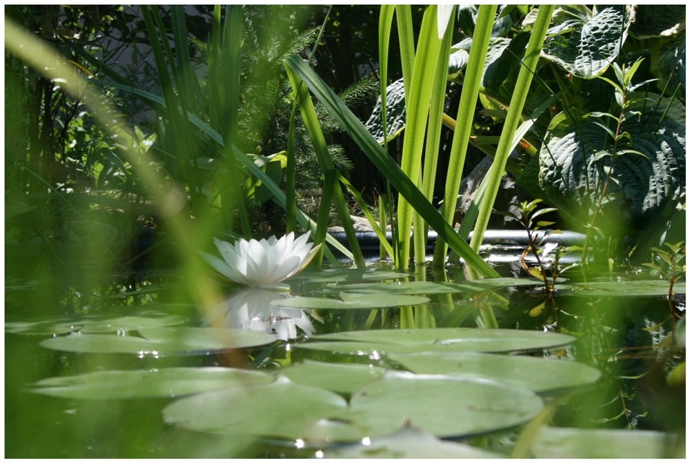 Seerose im Gartenteich