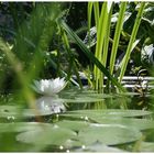 Seerose im Gartenteich