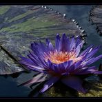 Seerose im Gegenlicht