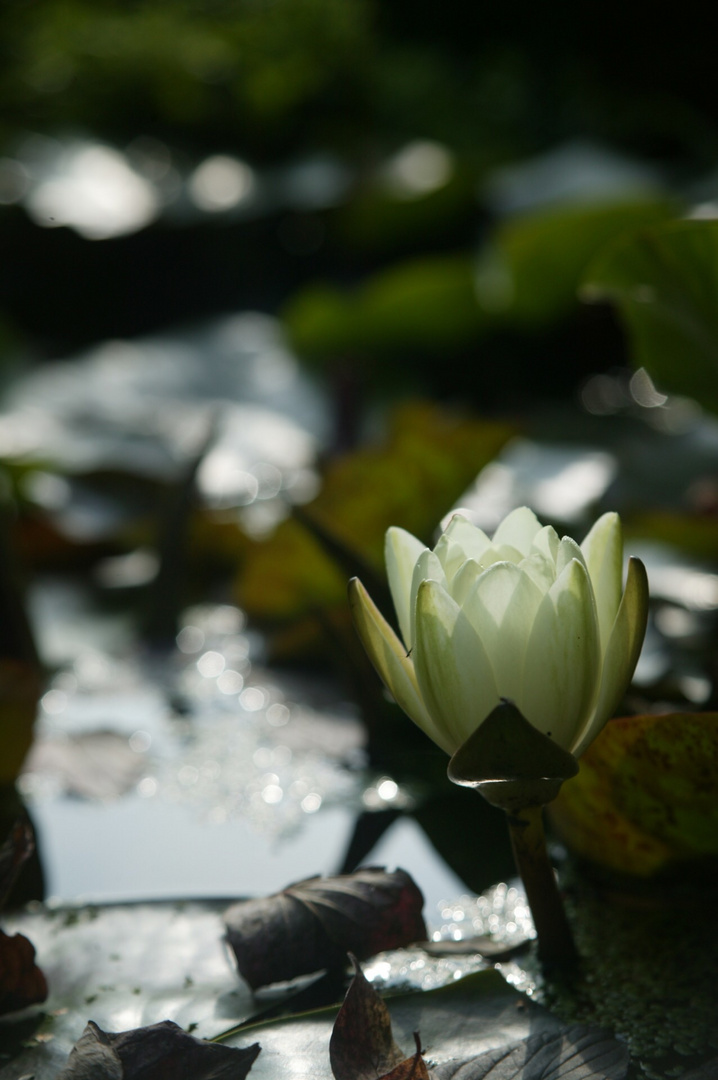 Seerose im Gegenlicht