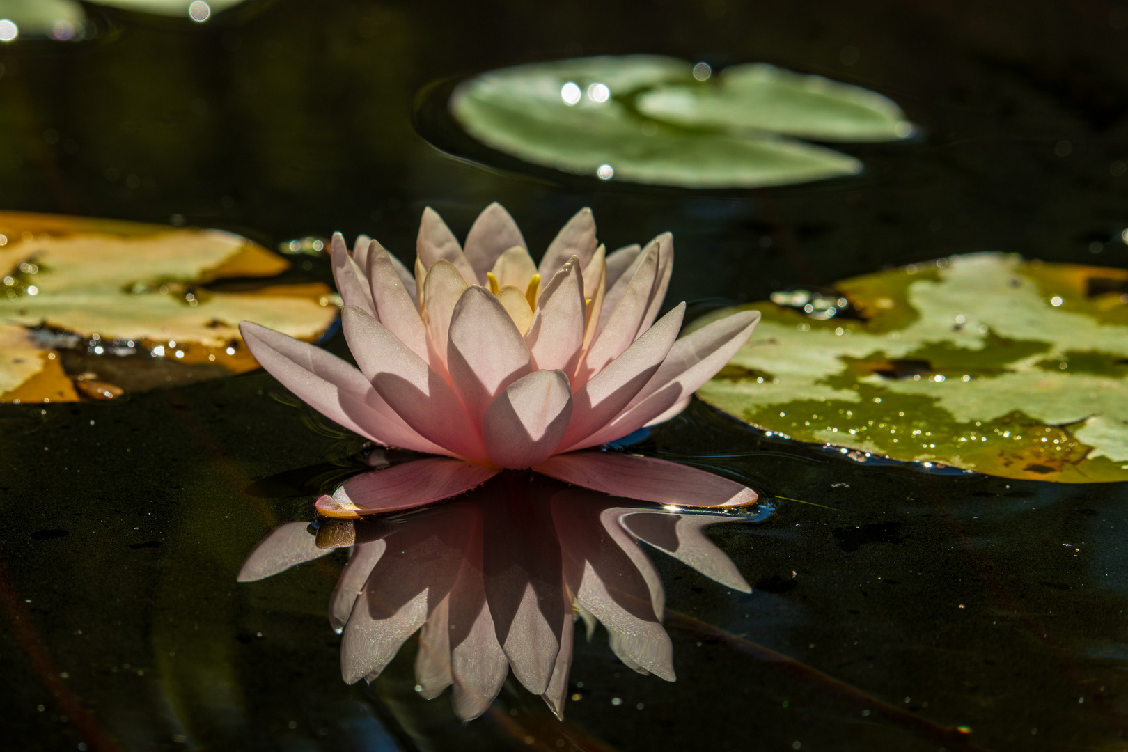 Seerose im Gegenlicht