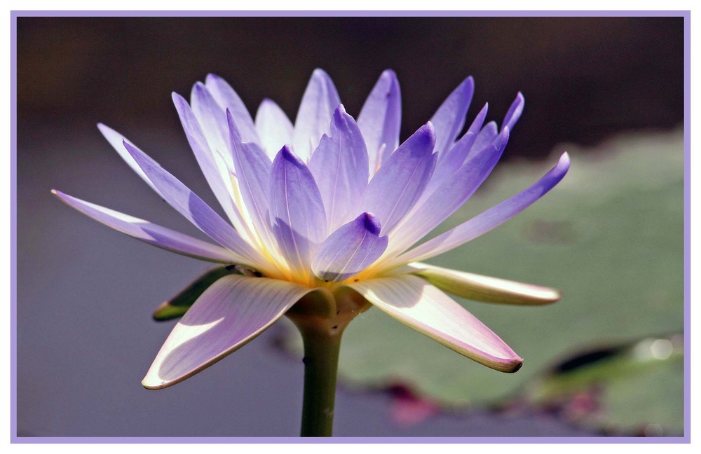 Seerose im Gegenlicht