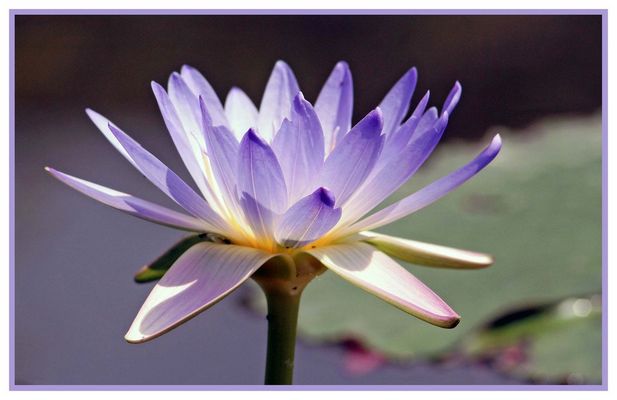 Seerose im Gegenlicht