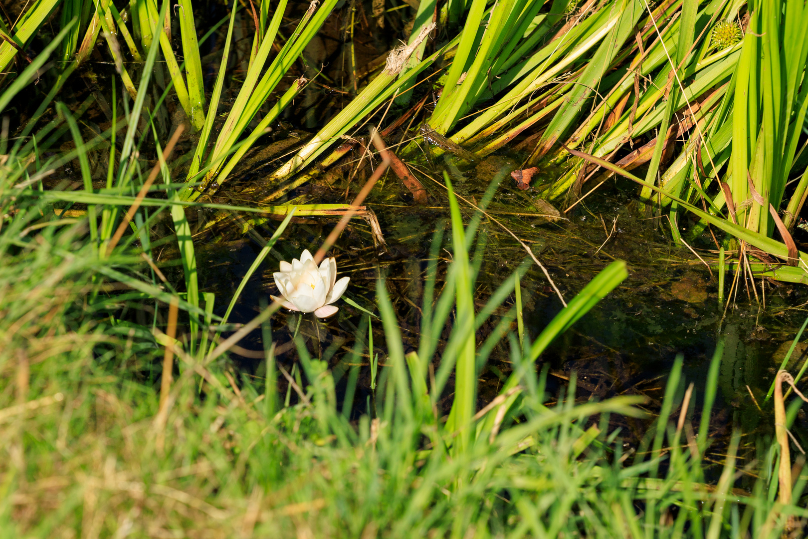 Seerose im Graben