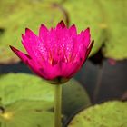 Seerose im Green Lake