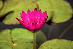 Seerose im Green Lake