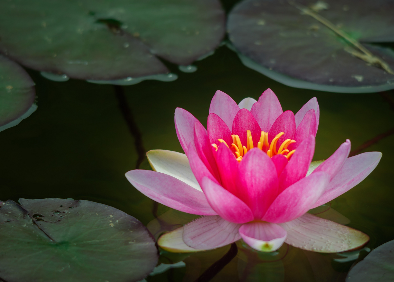 Seerose im Grubenwasser