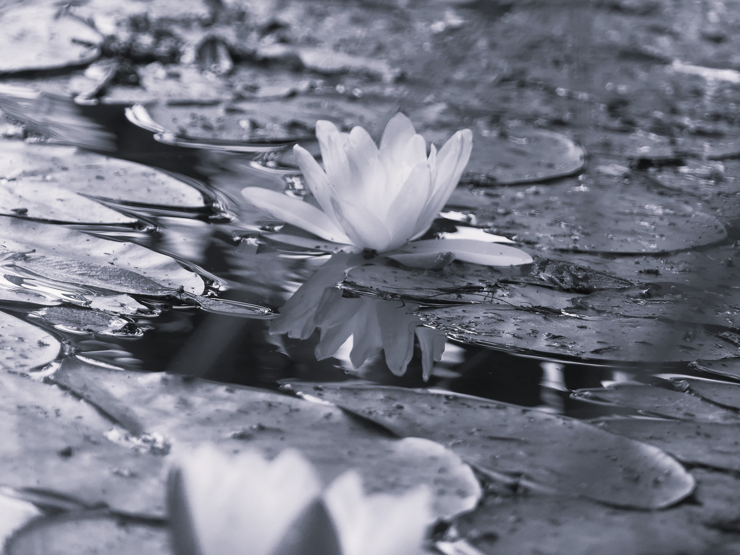 Seerose im Halbschatten