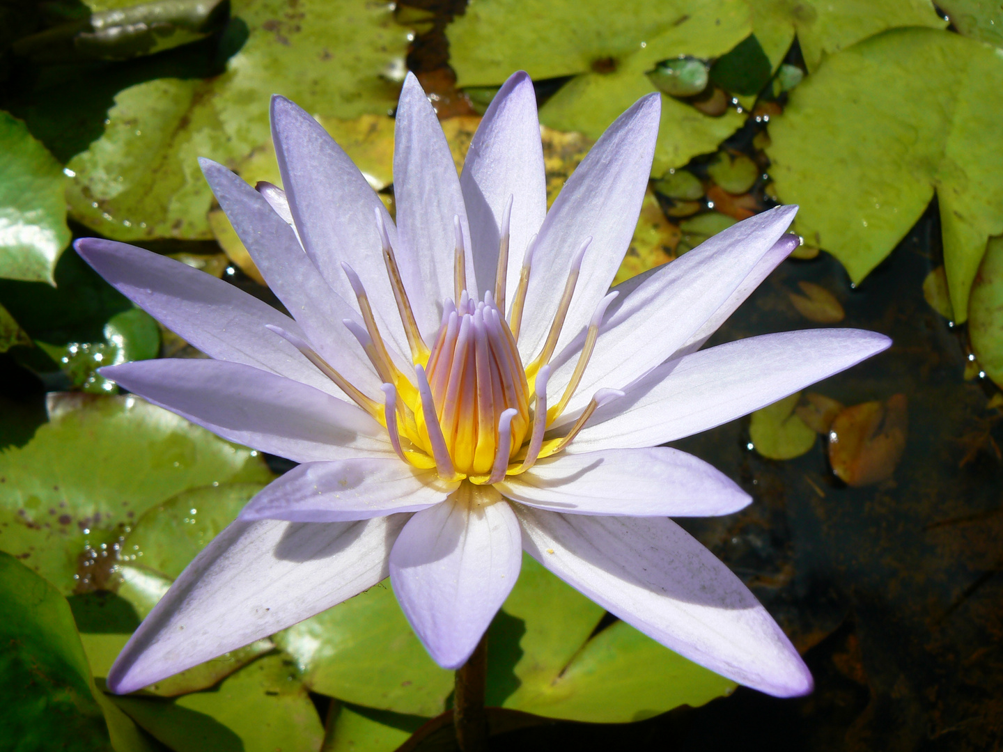 Seerose im heiligen See