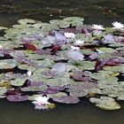 Seerose im Herbst