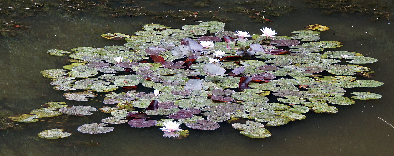 Seerose im Herbst