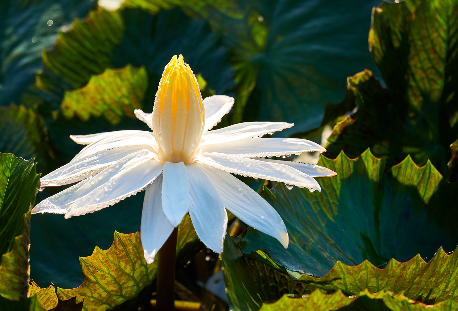  Seerose im Herbst