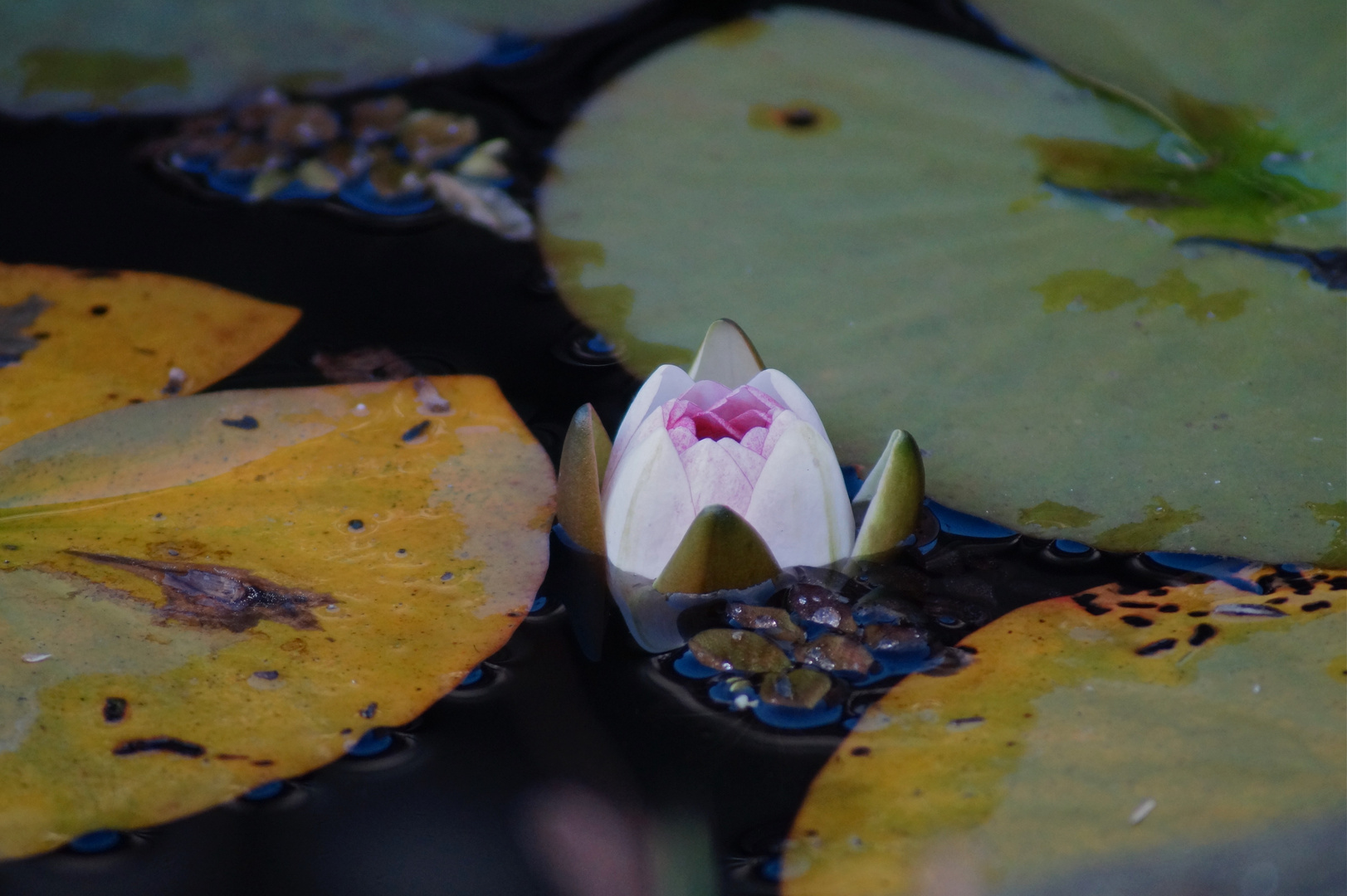 Seerose im Herbst