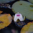 Seerose im Herbst