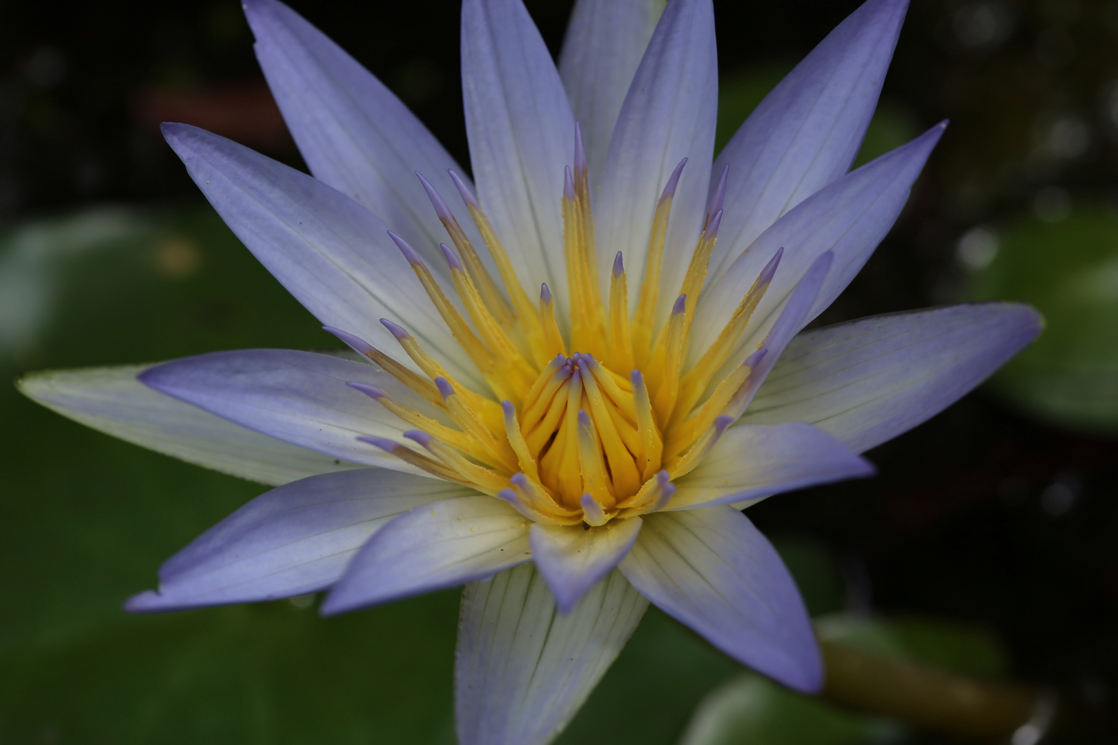 Seerose im Jardín Botániko