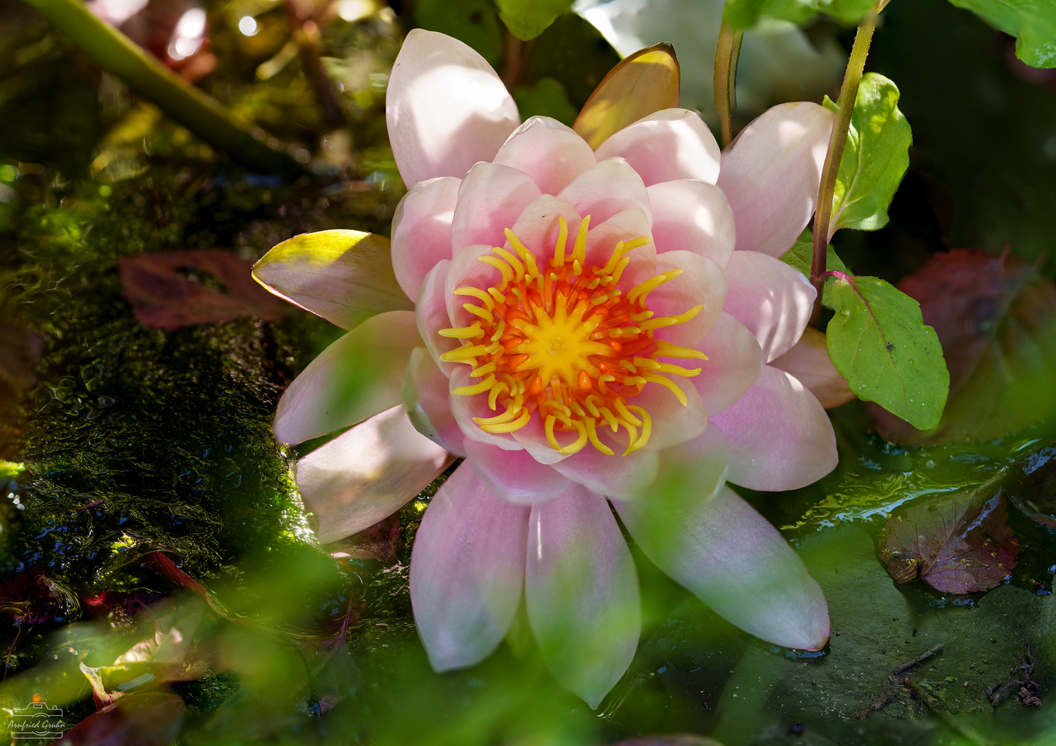 Seerose im kleinen Teich 