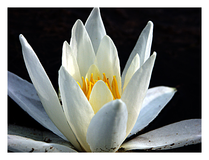 seerose im klosterteich