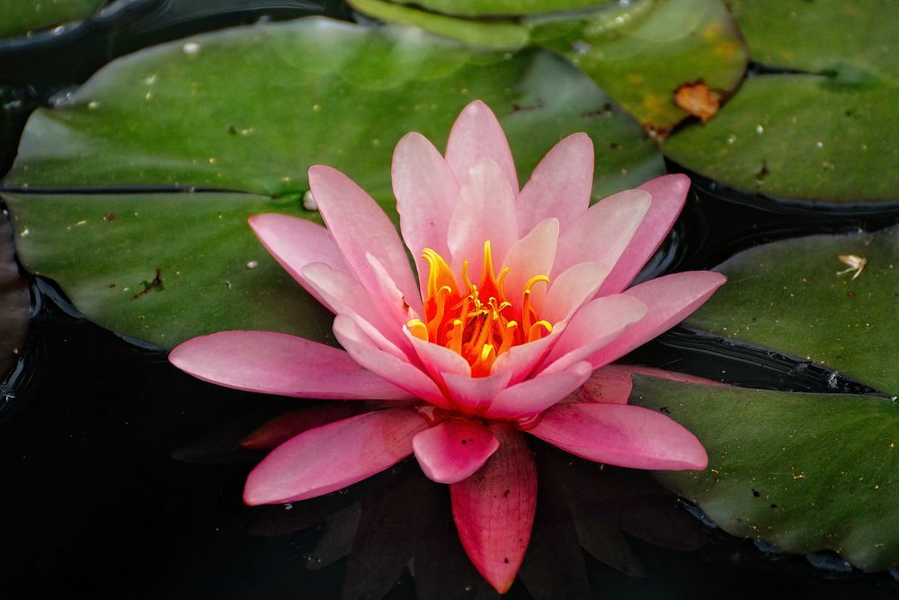 Seerose im Kühlturmbecken