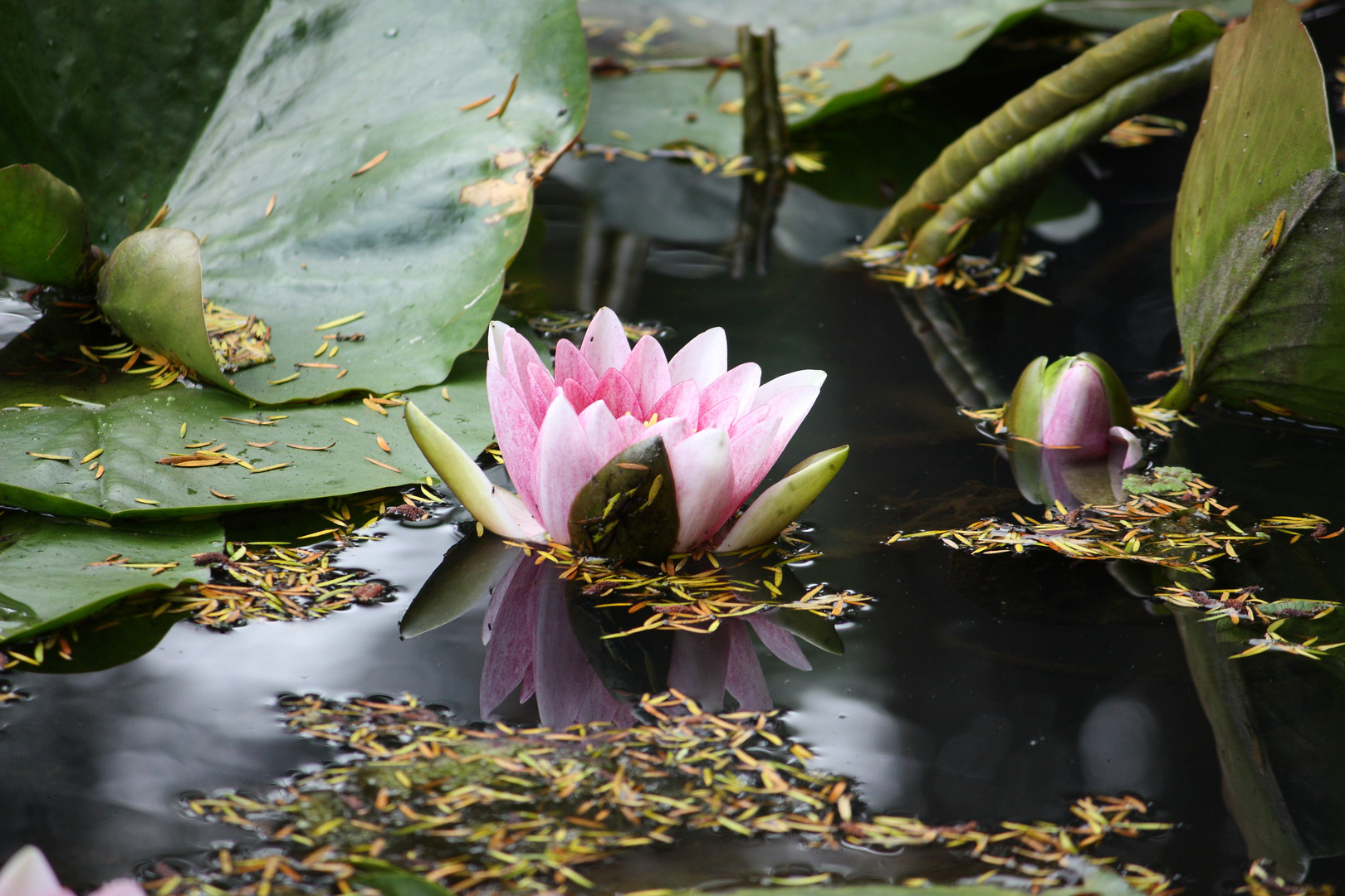 Seerose im Lost Gardens of Heligan