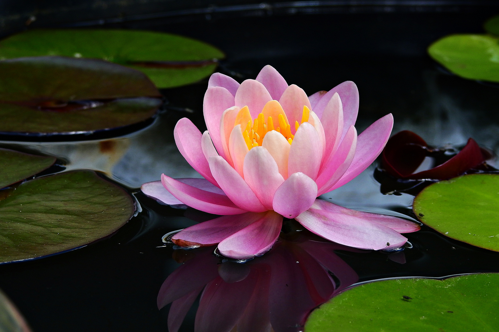 Seerose im Mörtelfass