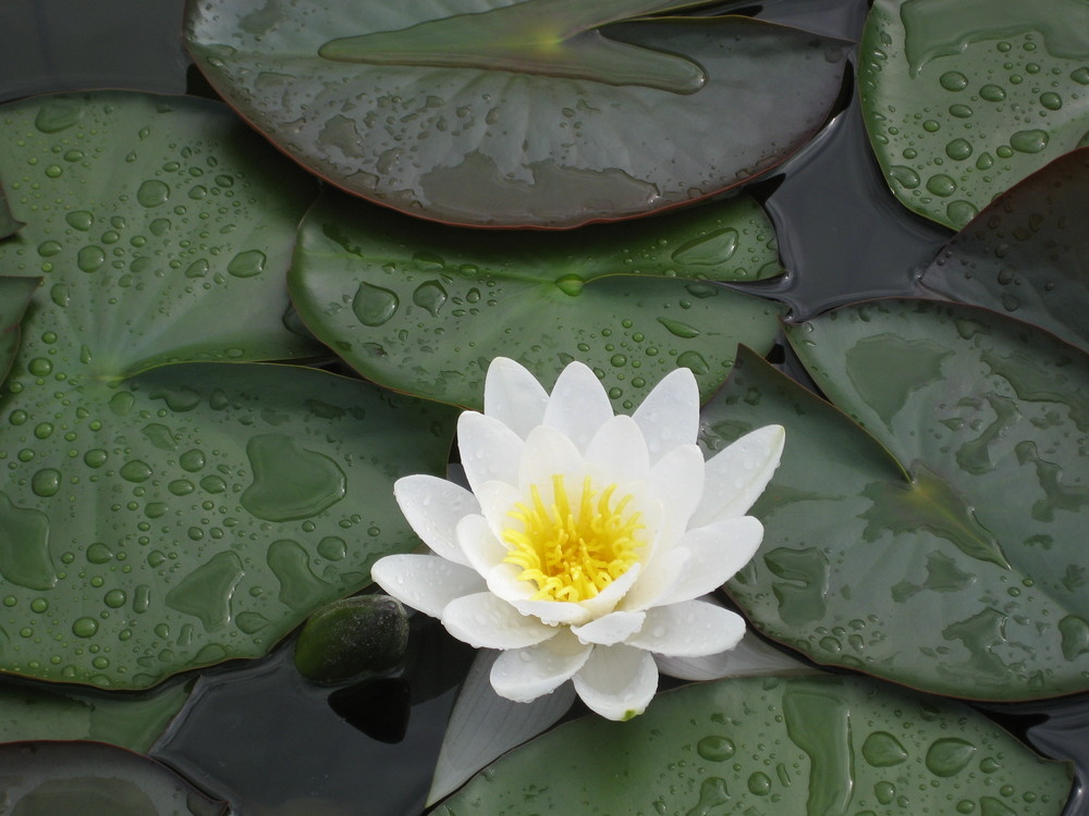 Seerose im Montigglersee