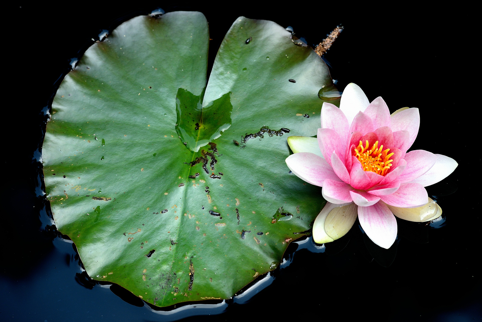 Seerose im Moorteich