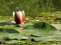 Seerose im Naturweiher