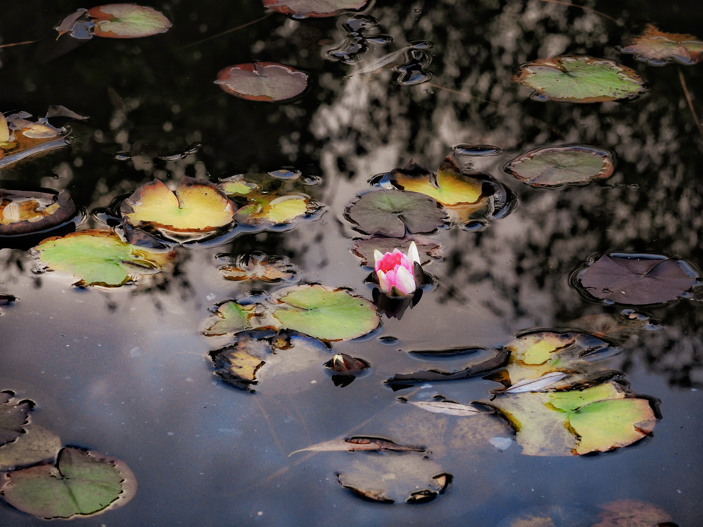 Seerose im November......