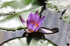 Seerose im Paarl Moutain Nature Reserve