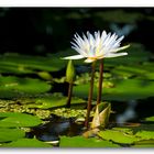 Seerose im Palmengarten Ffm