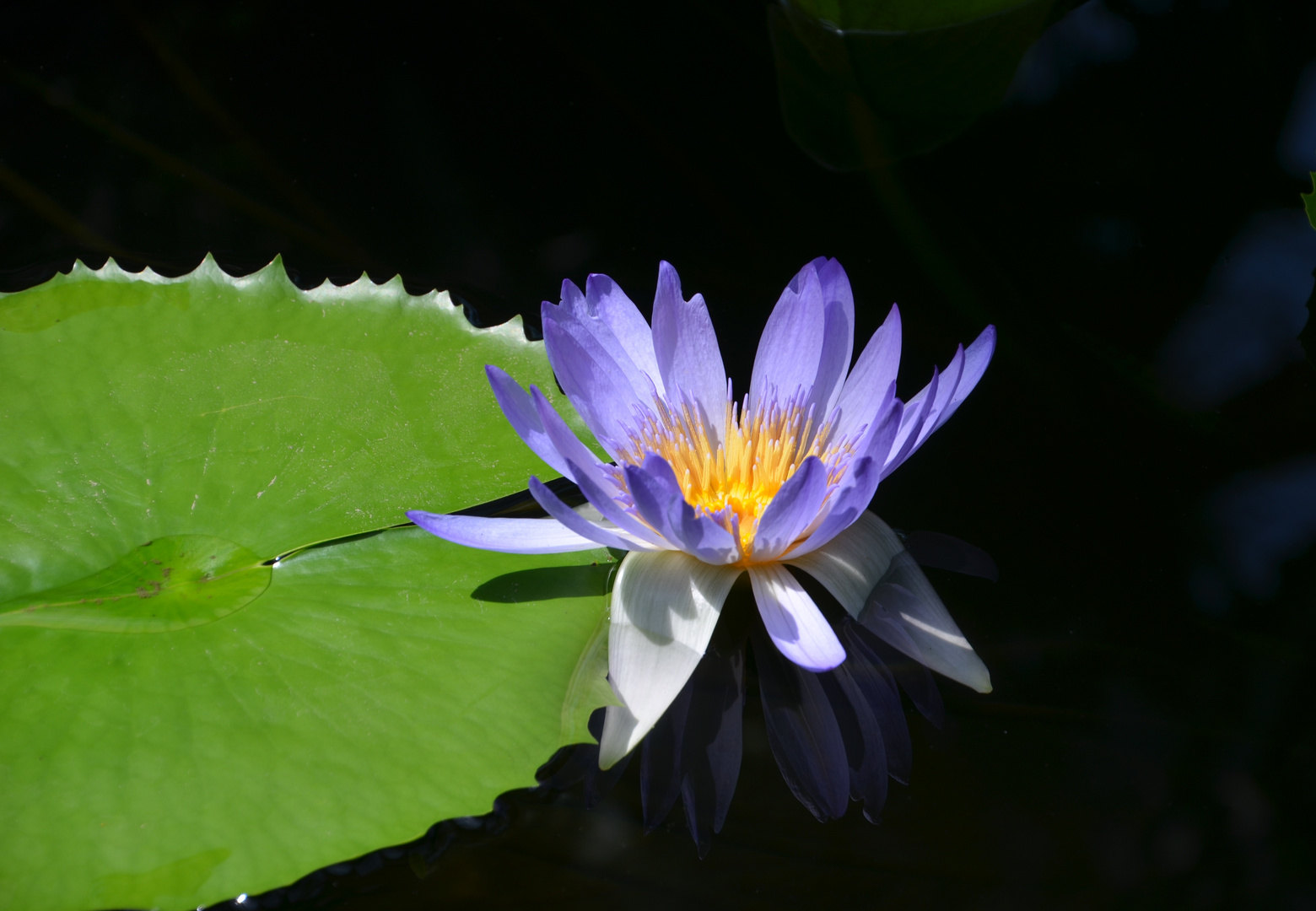 Seerose im Palmengarten FFM