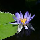 Seerose im Palmengarten FFM