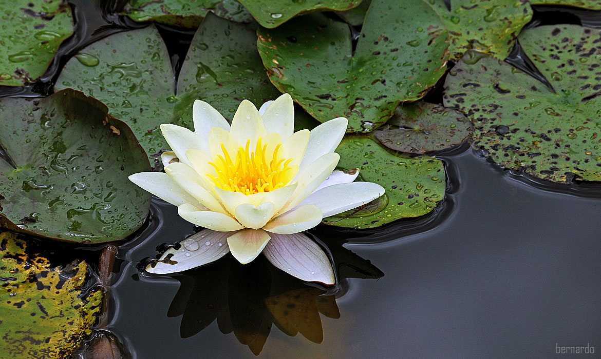 Seerose im Park