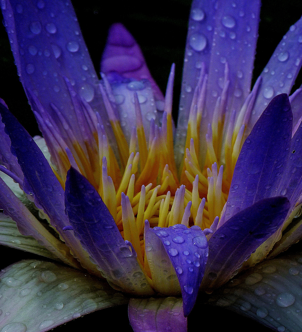 Seerose im Regen