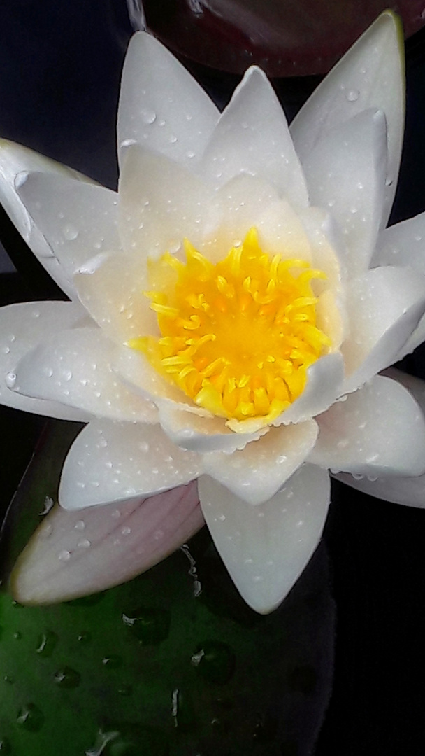 Seerose im Regen