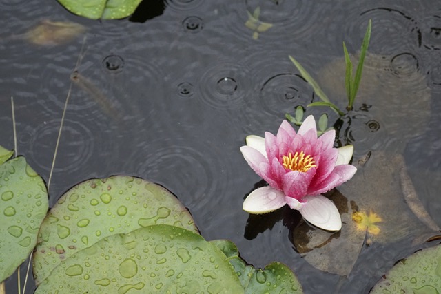 Seerose im Regen