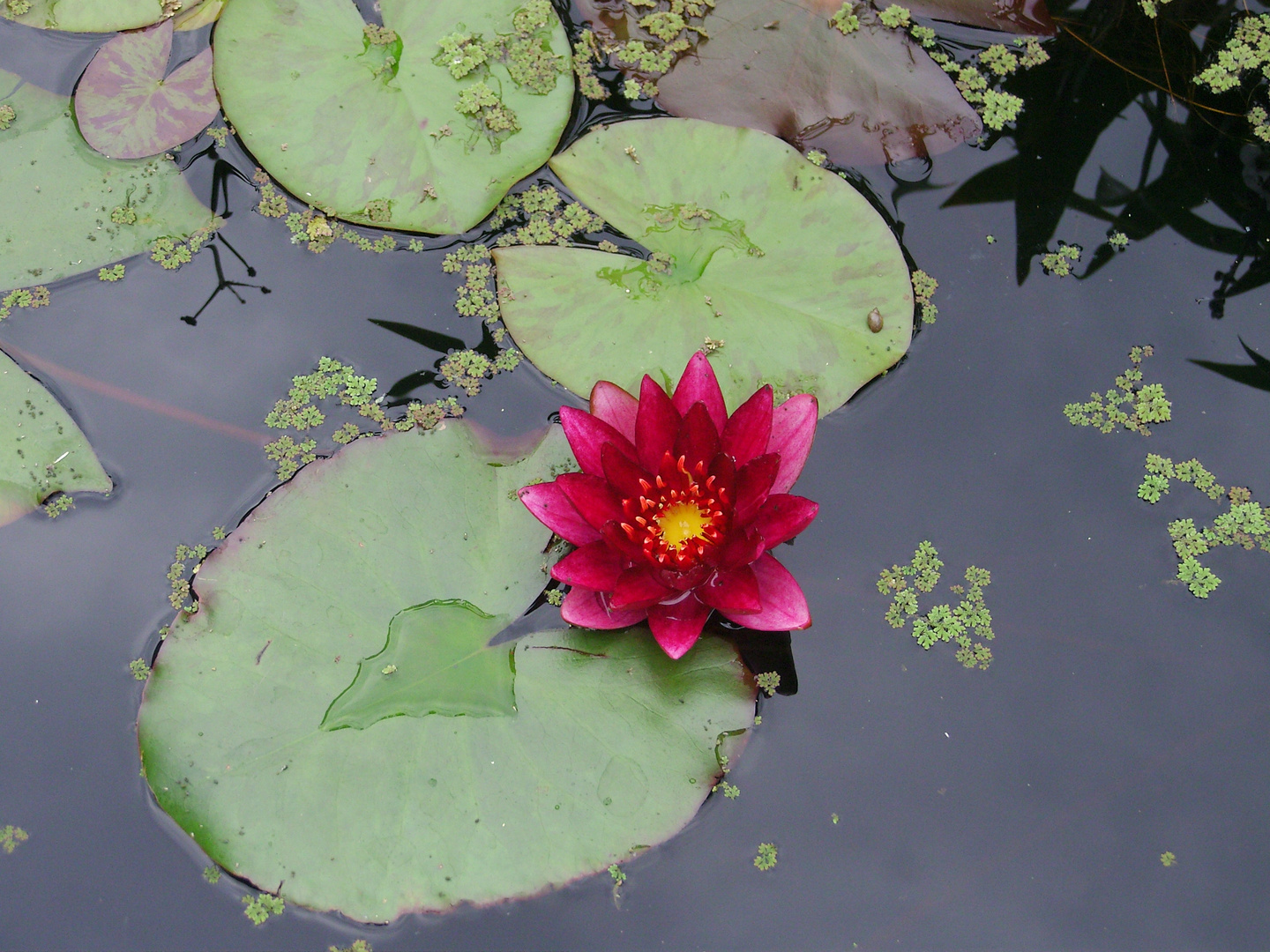 Seerose im Regen