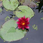 Seerose im Regen