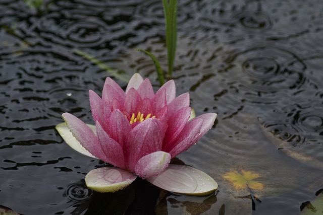 Seerose im Regen