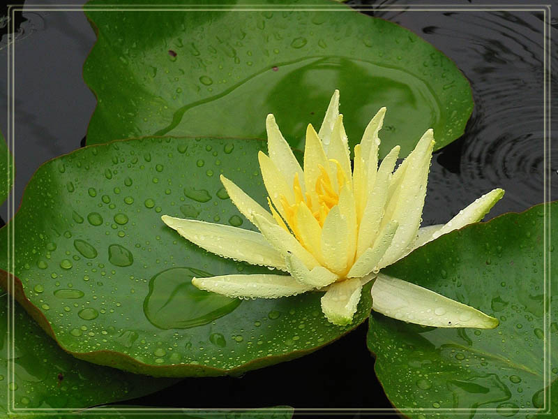 Seerose im Regen