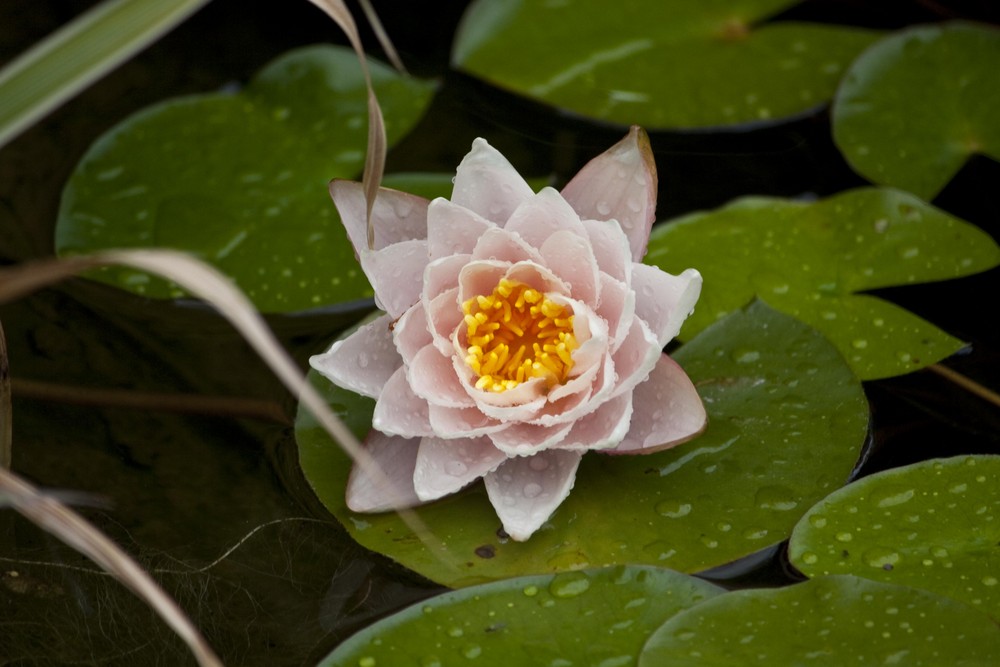 Seerose im Regen