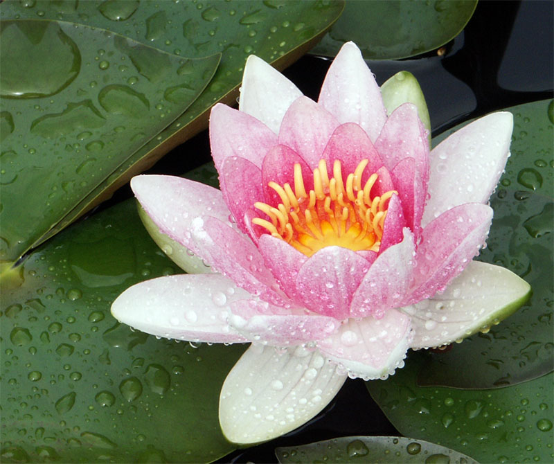 Seerose im Regen