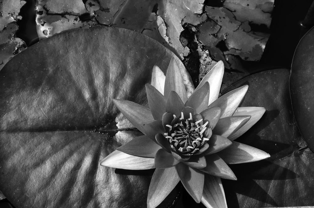 Seerose im Schlossgarten von Château de Pommard II