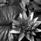 Seerose im Schlossgarten von Château de Pommard II