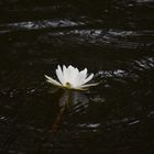 Seerose im See