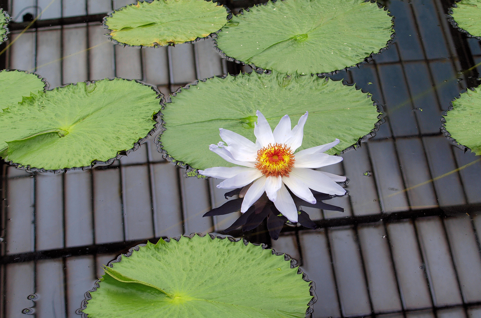 Seerose im Seerosen Haus Kew Gardens