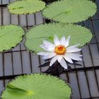 Seerose im Seerosen Haus Kew Gardens